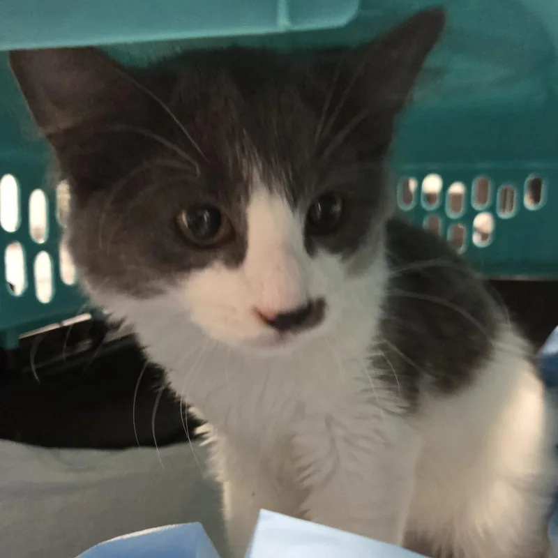 A baby small-sized female Gray / Blue / Silver Domestic Short Hair cat named Hat for adoption in Newark, NJ