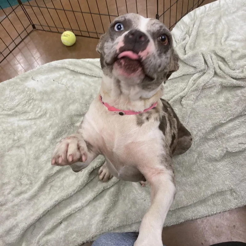 An adult medium-sized female Gray / Blue / Silver Mixed Breed dog named Rhia for adoption in Memphis, TN