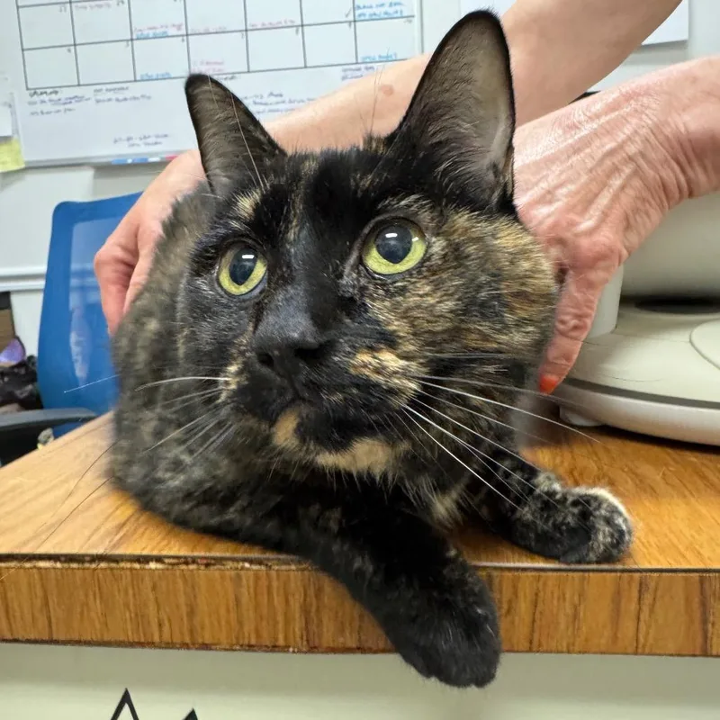 A senior large-sized female Domestic Short Hair cat named Chachi for adoption in Peoria, IL