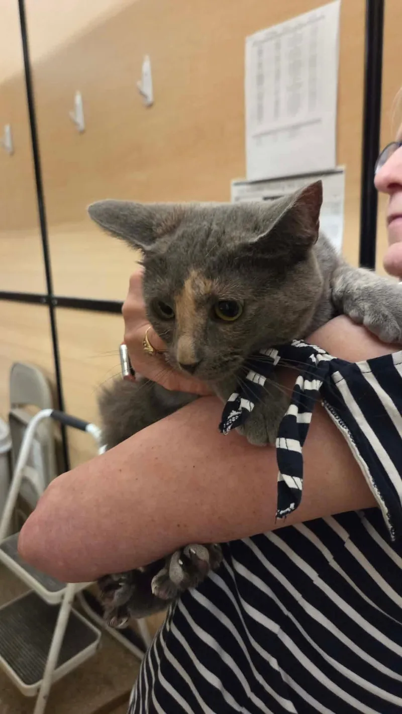 A young medium-sized female Dilute Tortoiseshell cat named Mosaic for adoption in Gladstone, OR