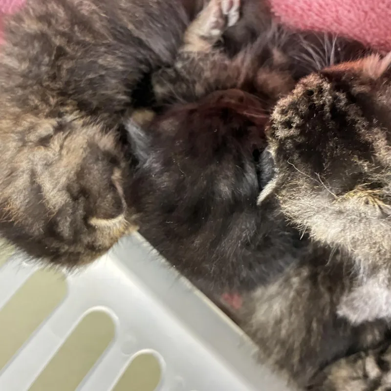 A baby small-sized male Brown / Chocolate Domestic Short Hair cat named 71835 for adoption in Harrisonburg, VA