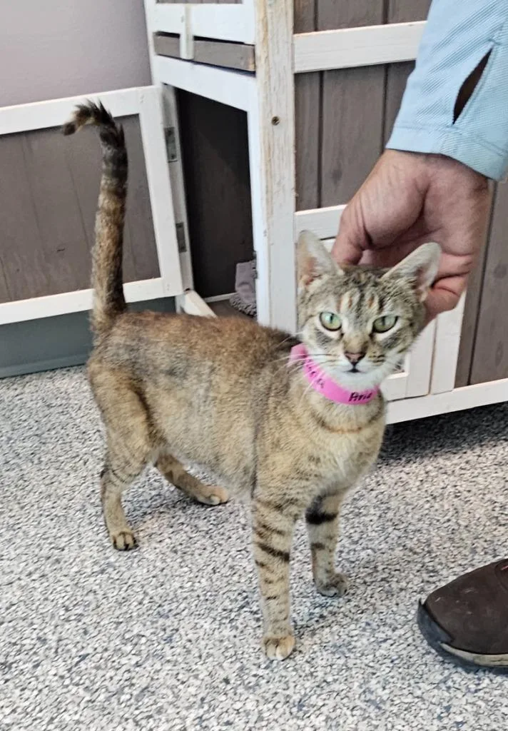 A young small-sized female Domestic Short Hair cat named Aria for adoption in Athens, TN