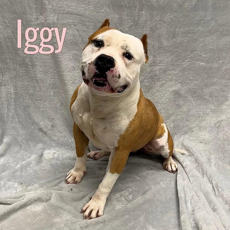 An adult medium-sized male Brown / Chocolate American Bully dog named Iggy for adoption in Pleasantville, NJ