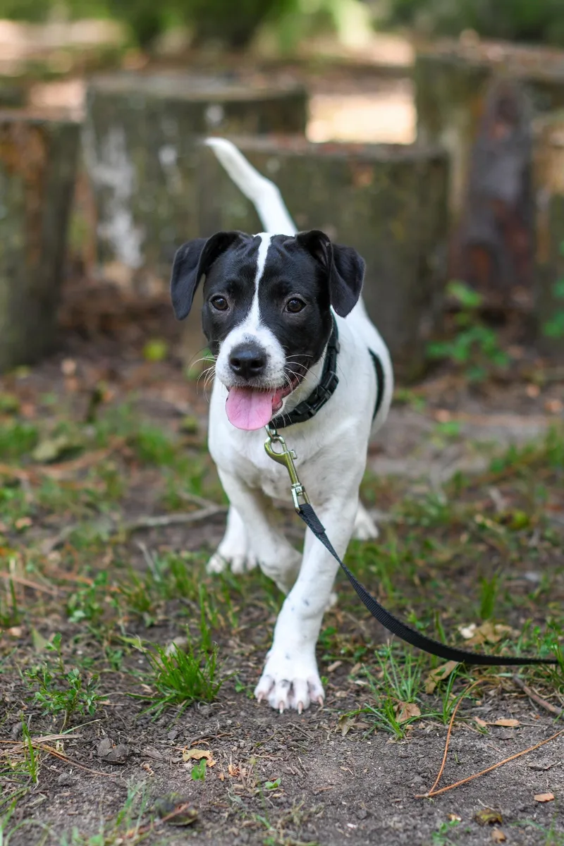 A baby medium-sized female White / Cream Mixed Breed dog named Buffy for adoption in BONIFAY, FL