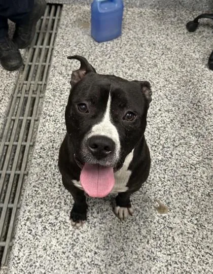 An adult large-sized male Mixed Breed dog named Charming for adoption in West Chester, PA