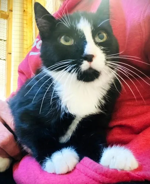A young small-sized male Domestic Short Hair cat named Cannonball for adoption in Beacon, NY