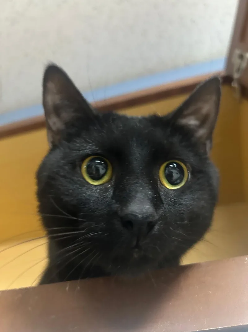 A young medium-sized male Black Domestic Short Hair cat named Vader for adoption in Wilmington, OH