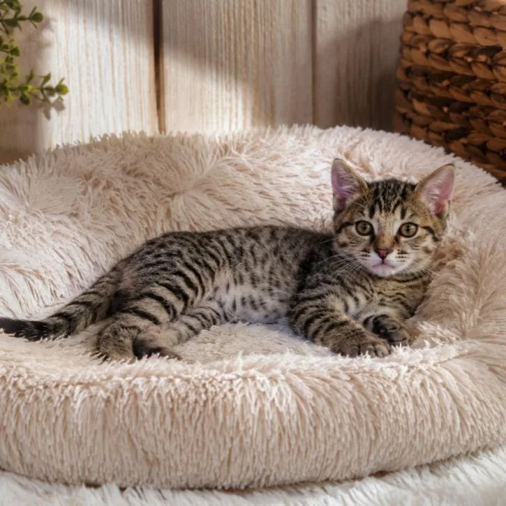 A young small-sized female Domestic Short Hair cat named Princess Vivi for adoption in Mabank, TX