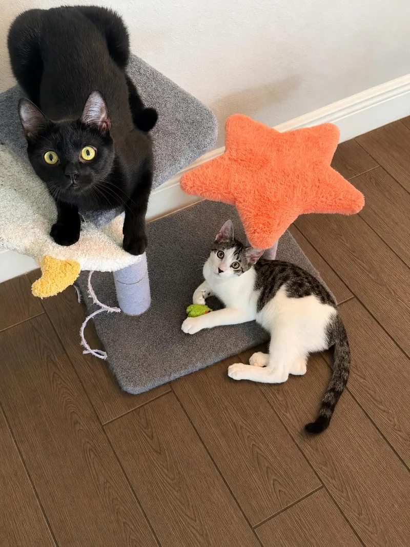 A baby large-sized male Tabby (Gray / Blue / Silver) Tabby cat named Jasper  professional cuddle for adoption in Wimauma, FL