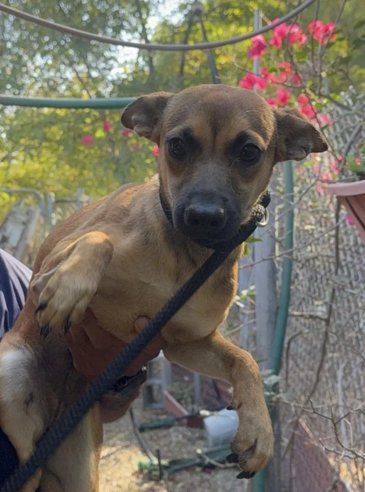A baby small-sized female Chihuahua dog named Gabby for adoption in Manhattan, NY