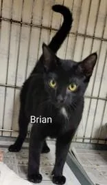 A young small-sized male Black Domestic Short Hair cat named Brian for adoption in Moline, IL