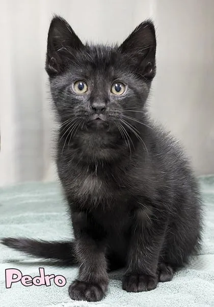 A baby small-sized male Domestic Short Hair cat named Pedro for adoption in Mason, MI
