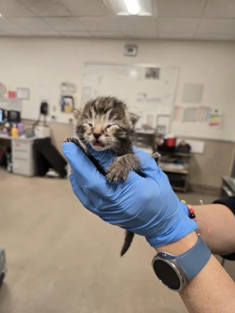 A baby small-sized female Domestic Short Hair cat named Bambi for adoption in Santa Maria, CA