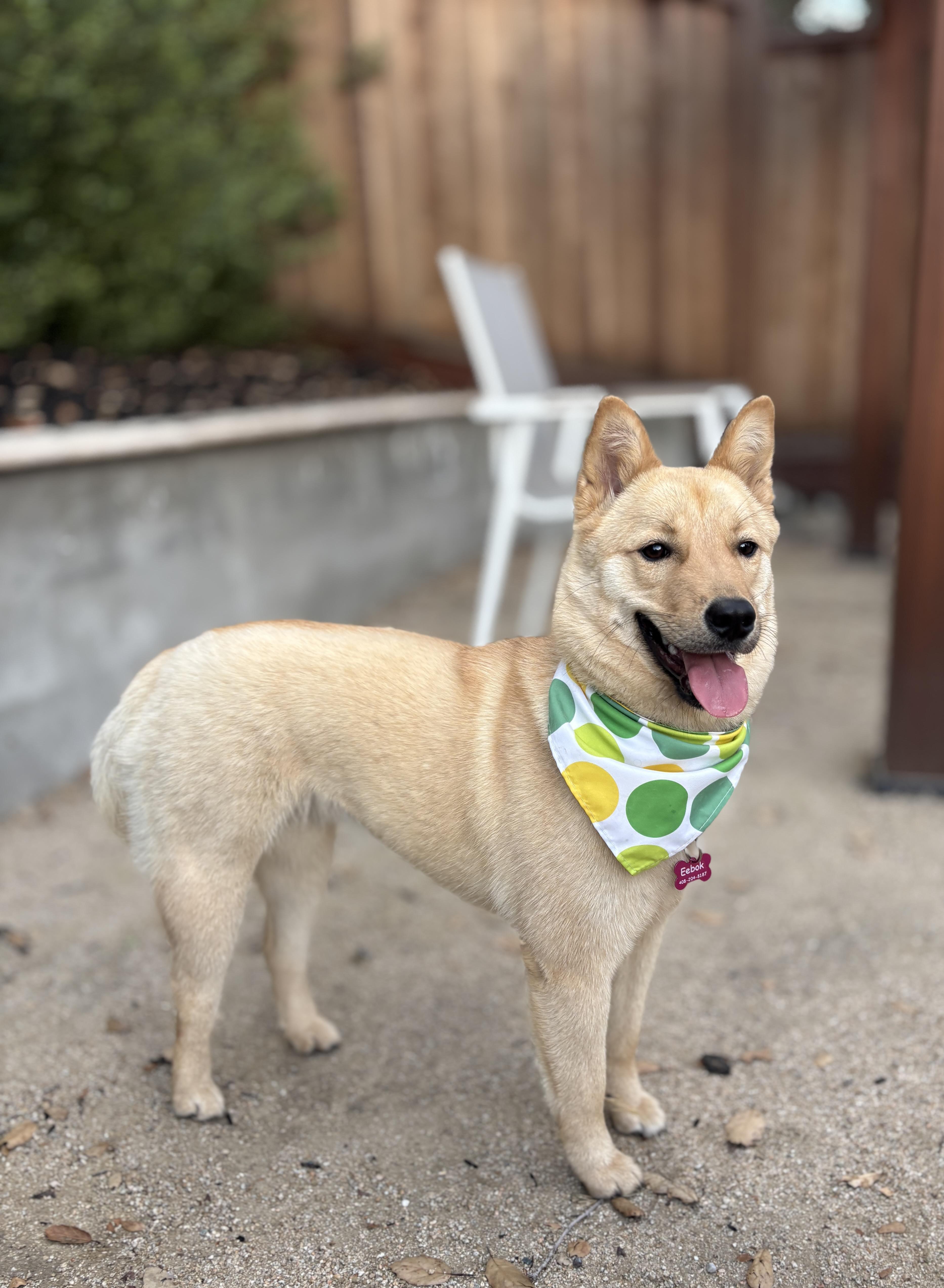 A young medium-sized female Jindo dog named Eebok for adoption in San Jose, CA