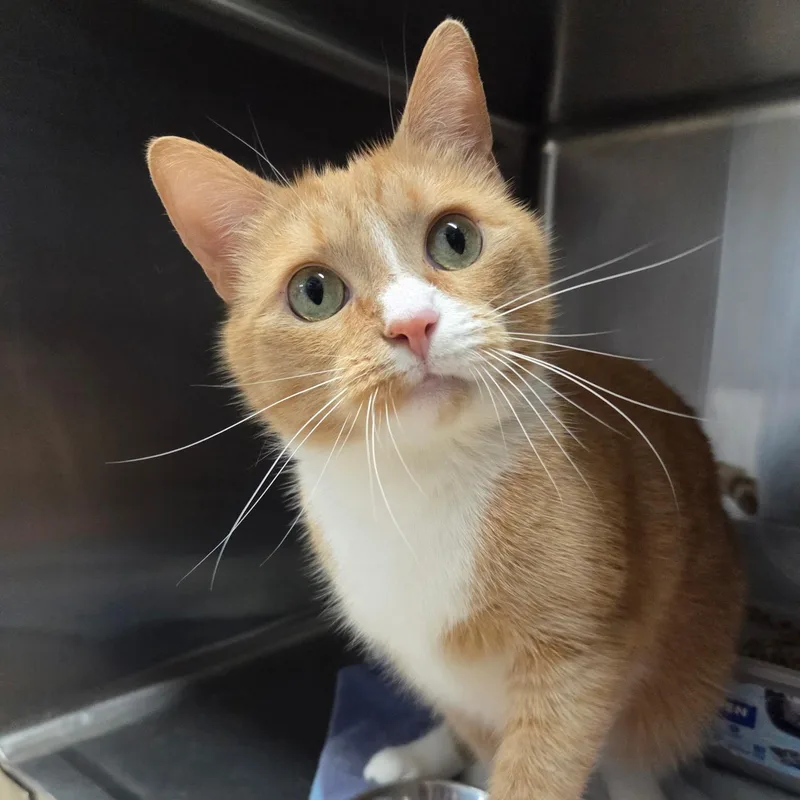 A young medium-sized male Domestic Short Hair cat named Cheeto for adoption in Warwick, RI