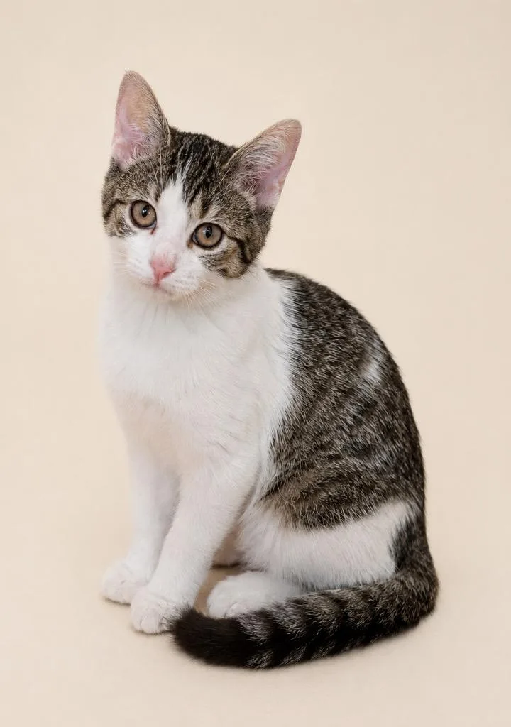 A baby large-sized female Domestic Short Hair cat named Shania Twain for adoption in Columbia, TN
