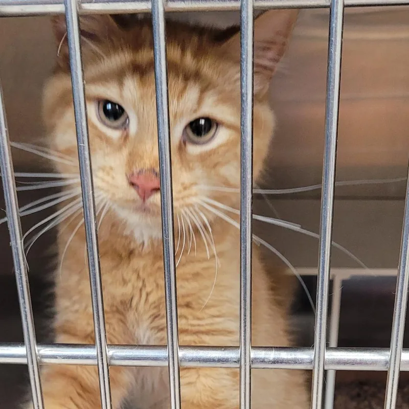 An adult medium-sized male Orange / Red Domestic Short Hair cat named Creamsicle for adoption in Newark, NJ
