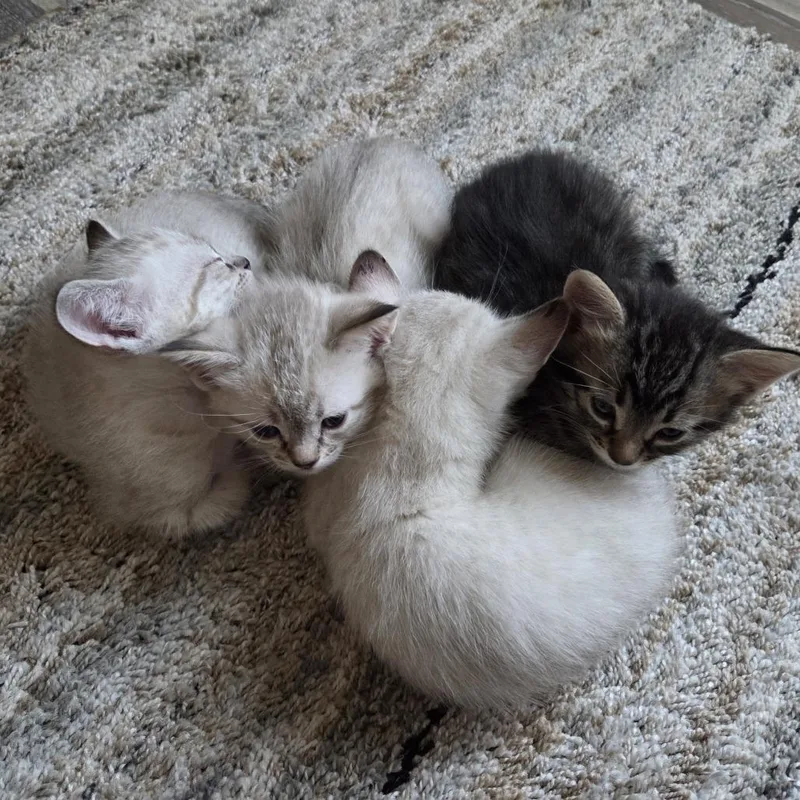 A baby small-sized male White Domestic Short Hair cat named Canary for adoption in Kanab, UT