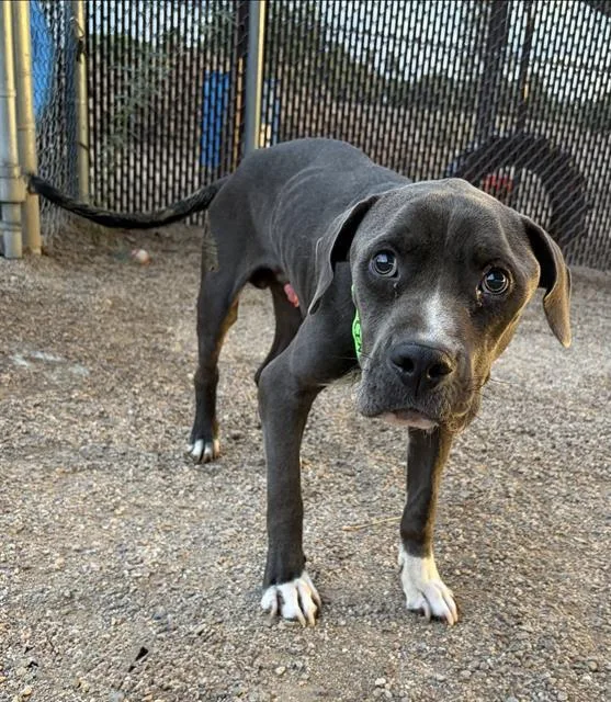 A young medium-sized male Pit Bull Terrier dog named Benny Boo for adoption in Tucson, AZ