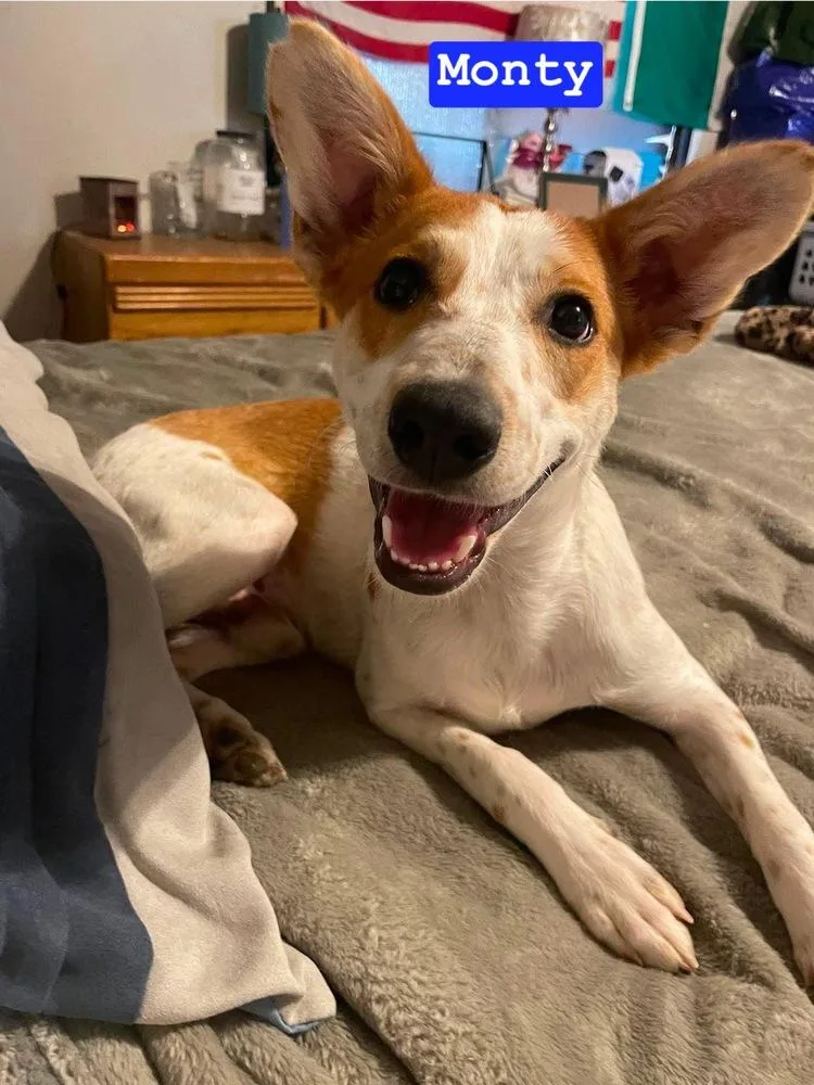 A baby medium-sized male Australian Cattle Dog / Blue Heeler dog named LH Monty for adoption in Warrenton, MO