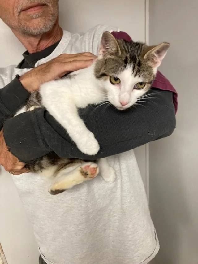 A young medium-sized male Domestic Short Hair cat named Licorice Bonded With Taffy for adoption in Macedonia, OH