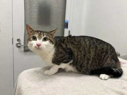 An adult extra large-sized male Brown / Chocolate Domestic Short Hair cat named Alphie for adoption in Kansas City, MO