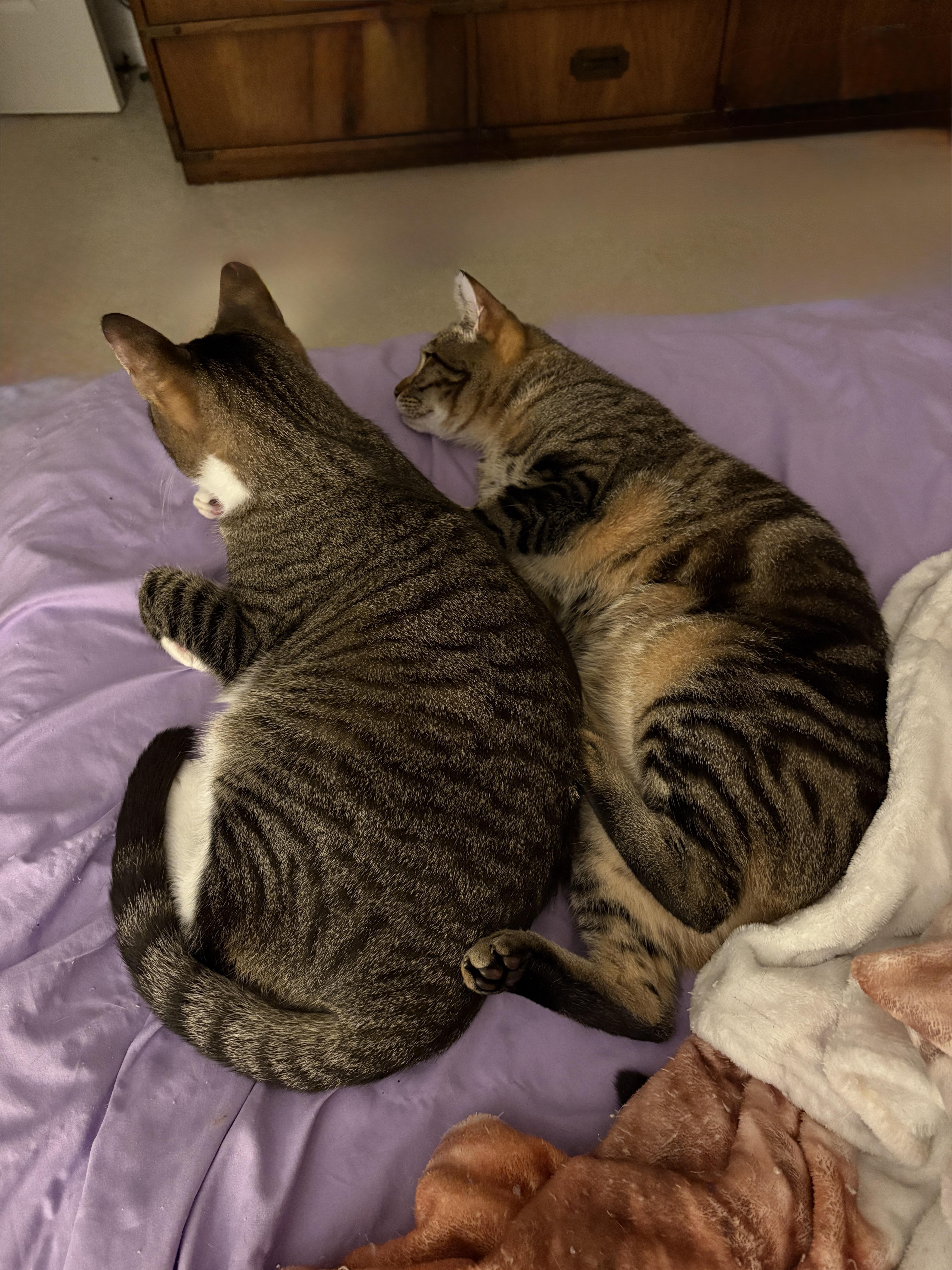 Macon & Brock thumbnail 3