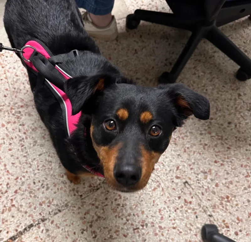 An adult medium-sized female Rottweiler dog named Dixie for adoption in Newnan, GA