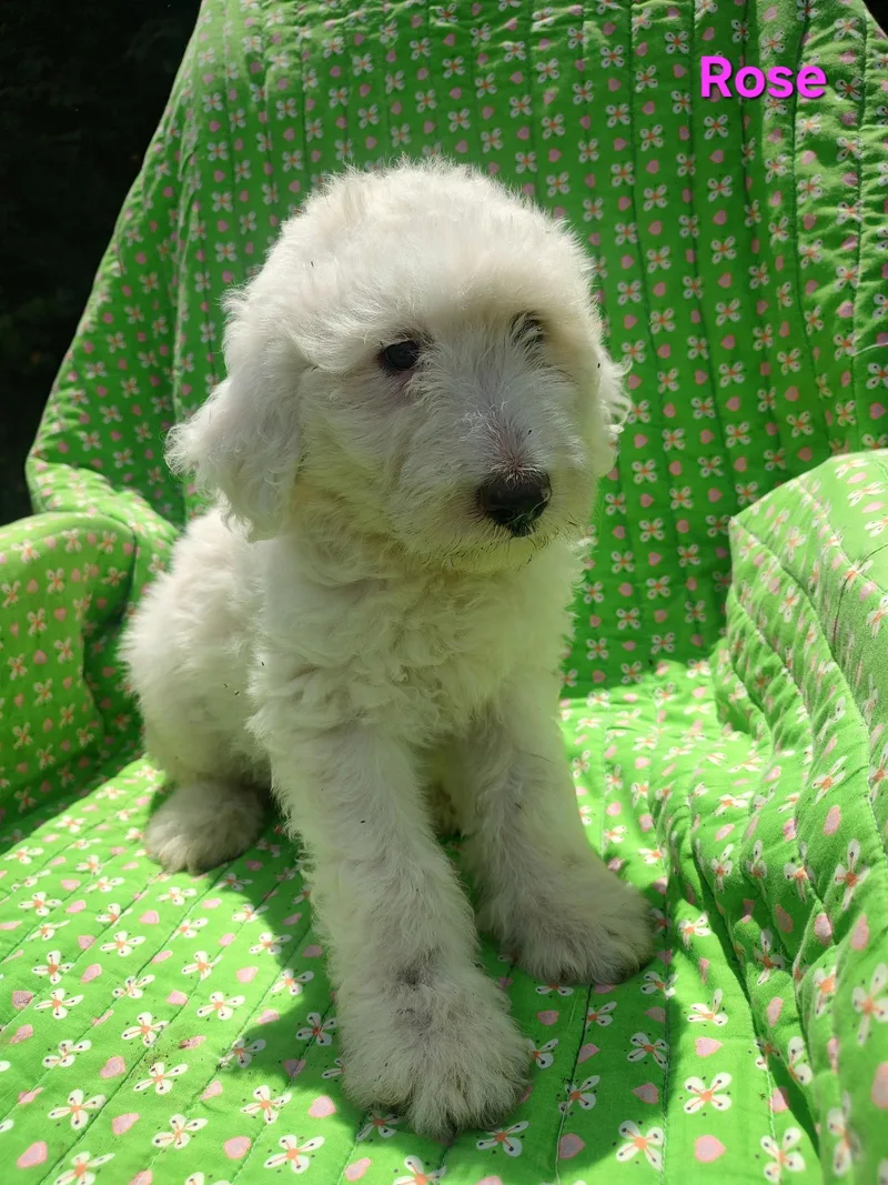 A baby large-sized female Great Pyrenees dog named Rose for adoption in Croydon, NH