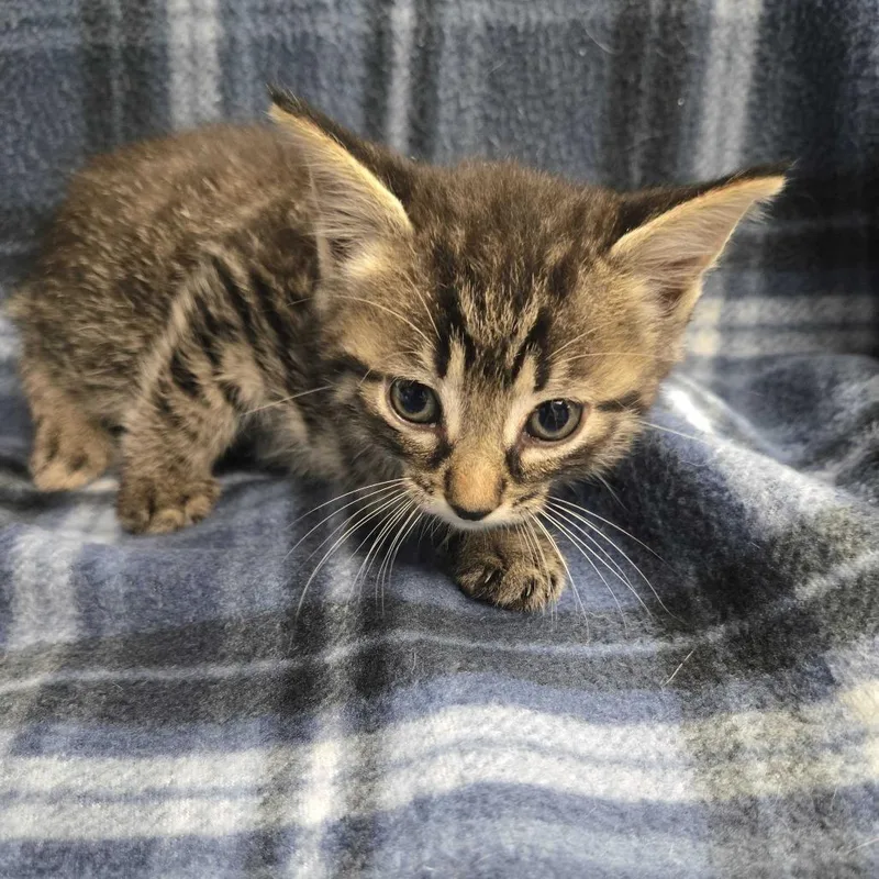 A baby small-sized male Black Domestic Short Hair cat named Cap'n Crunch for adoption in Spruce Pine, NC