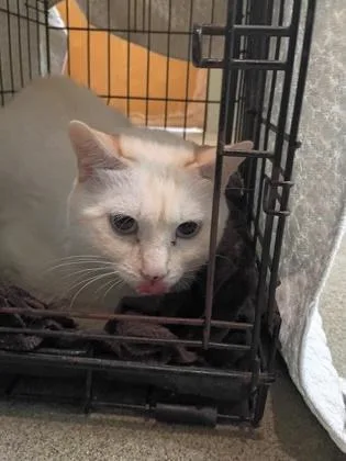 An adult small-sized male Domestic Short Hair cat named Tofu for adoption in Palm Coast, FL