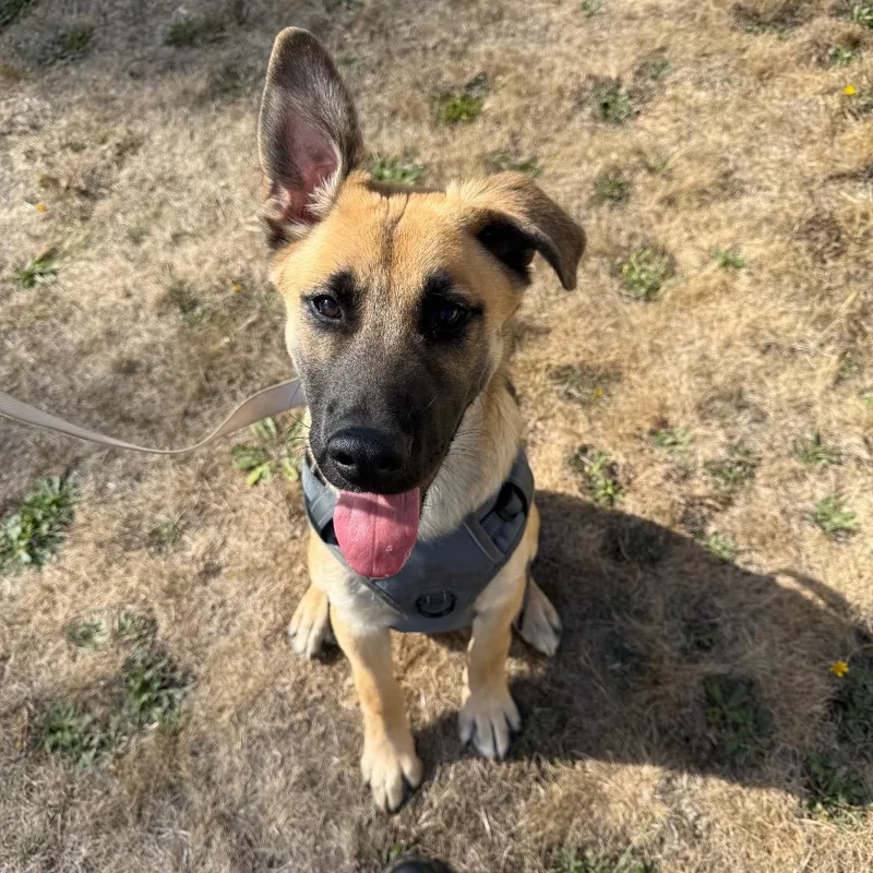 A young large-sized male German Shepherd Dog dog named Wiley for adoption in Port Angeles, WA