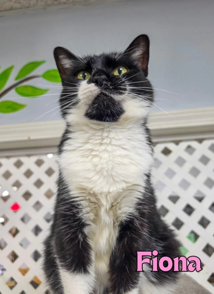 A baby medium-sized female Domestic Short Hair cat named Fiona for adoption in Rome, GA