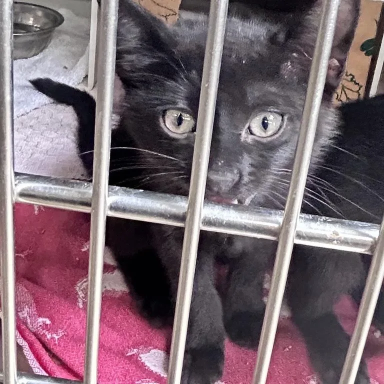 A baby small-sized male Domestic Short Hair cat named Gorbon Ray for adoption in Baltimore, MD