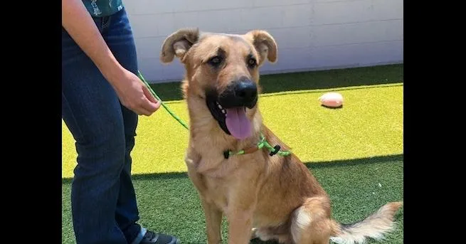 A young medium-sized male German Shepherd Dog dog named Chester for adoption in Cupertino, CA