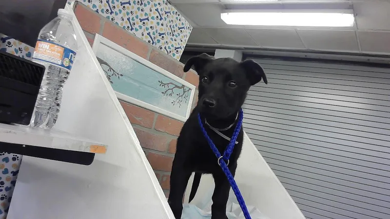 A baby small-sized male Staffordshire Bull Terrier dog named Jasper for adoption in Houston, TX