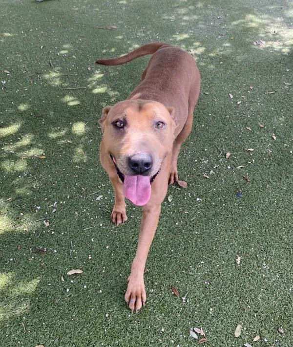An adult large-sized female Hound dog named Rhonda for adoption in Austin, TX