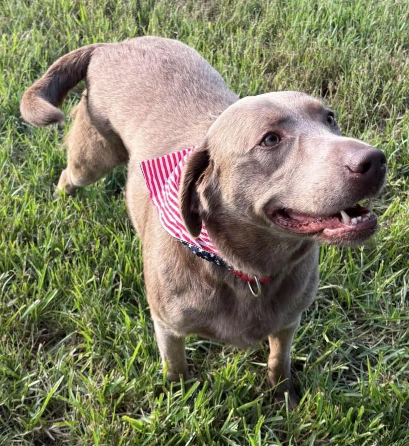 An adult large-sized female Labrador Retriever dog named Blanche for adoption in Saint Petersburg, FL