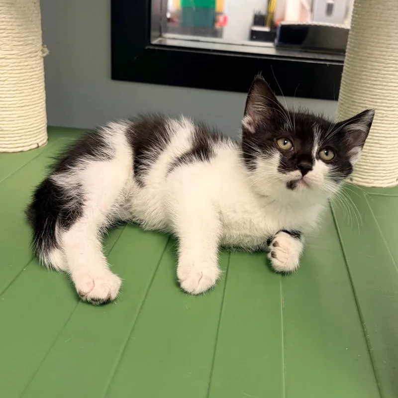 A baby small-sized male Black Domestic Short Hair cat named Austin for adoption in Watertown, NY