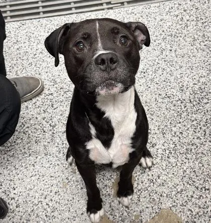 An adult large-sized male Mixed Breed dog named Potter Sr. for adoption in West Chester, PA