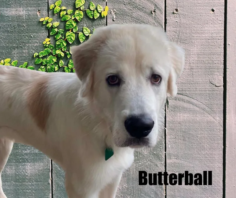 A young large-sized male White / Cream Great Pyrenees dog named Butterball for adoption in Marshville, NC