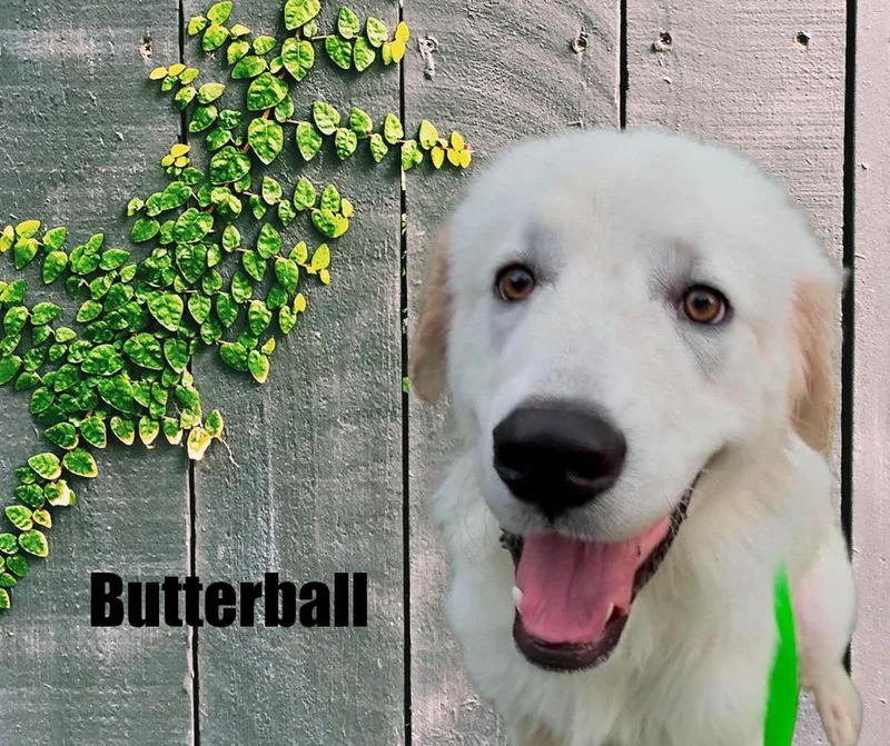 Butterball thumbnail 2