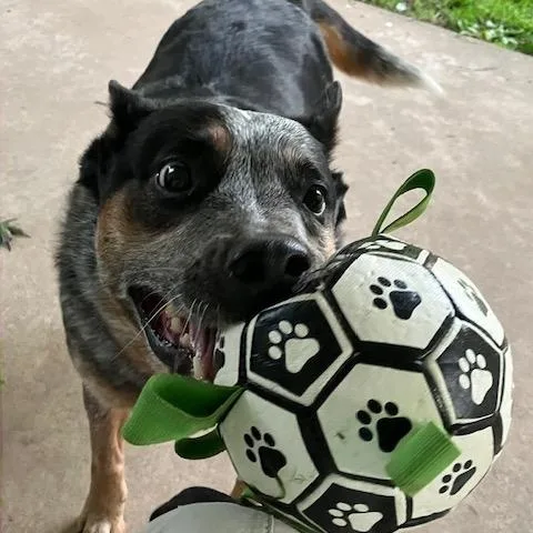 An adult medium-sized male Gray / Blue / Silver Australian Cattle Dog / Blue Heeler dog named Finnegan for adoption in Philadelphia, PA