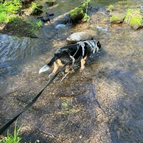 Finnegan thumbnail 2