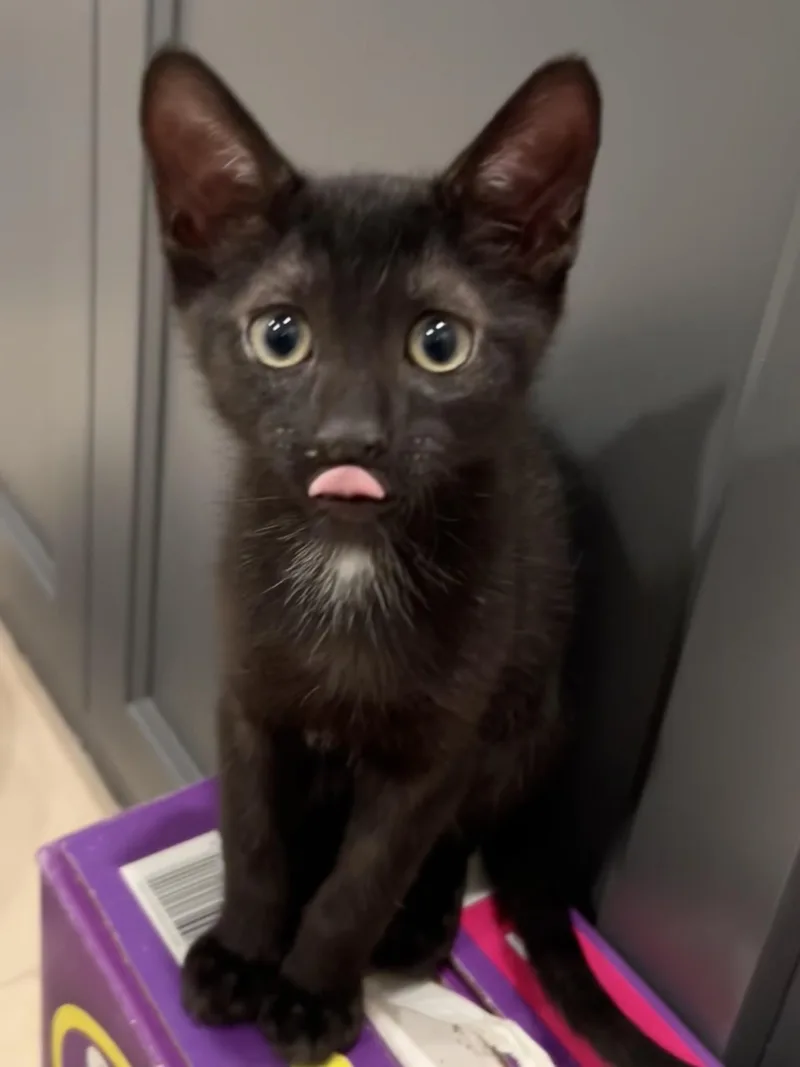 A baby small-sized female Bombay cat named Nibbles for adoption in Houston, TX