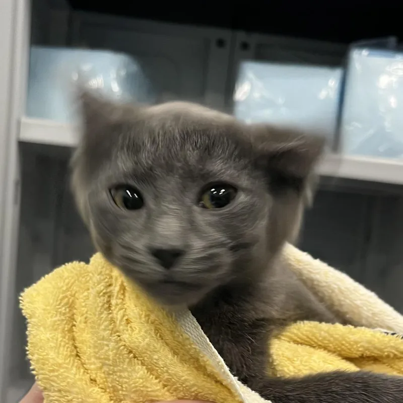 A baby small-sized female Gray / Blue / Silver Domestic Short Hair cat named Conditioner for adoption in Greensboro, NC