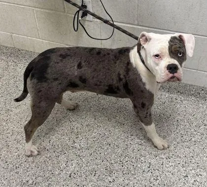 An adult large-sized female Gray / Blue / Silver Pit Bull Terrier dog named Moxie for adoption in Kansas City, MO