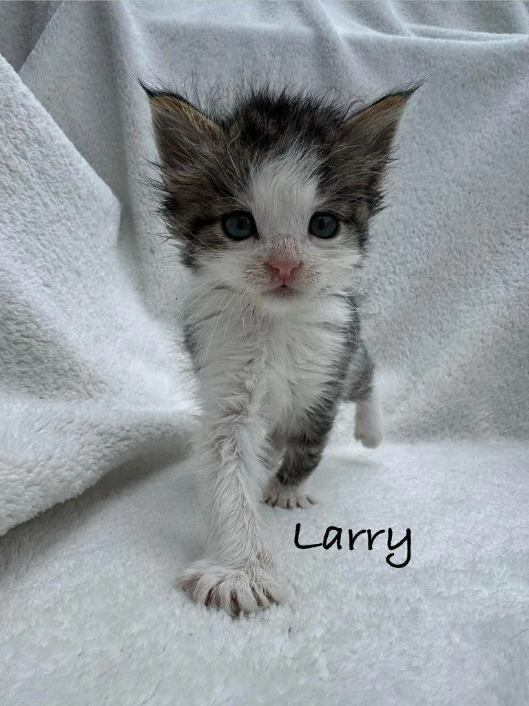 A baby small-sized male Domestic Short Hair cat named Larry for adoption in Fayetteville, AR