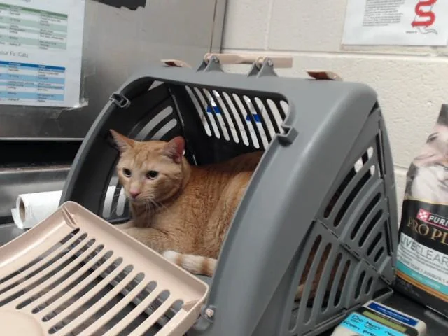 A young medium-sized male Domestic Short Hair cat named Dale for adoption in Fayetteville, NC