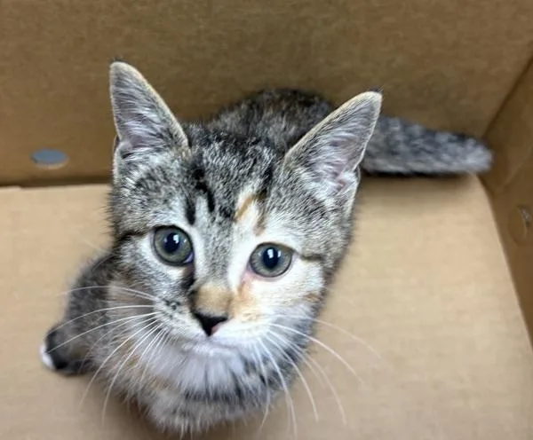 A baby small-sized female Domestic Short Hair cat named If Maeve for adoption in Lawrenceville, GA